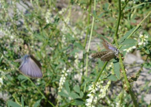Leptotes pirithous