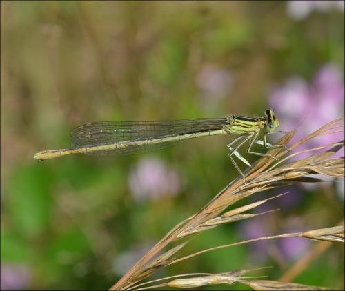 Platycnemis pennipes
