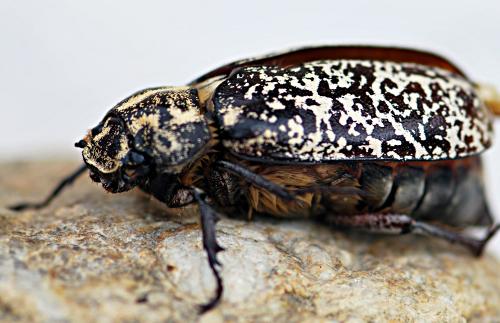 Réf. 124 564 : Polyphylla fullo
