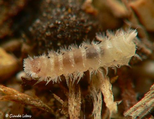 Réf. 124 784 : Polyxenus sp.