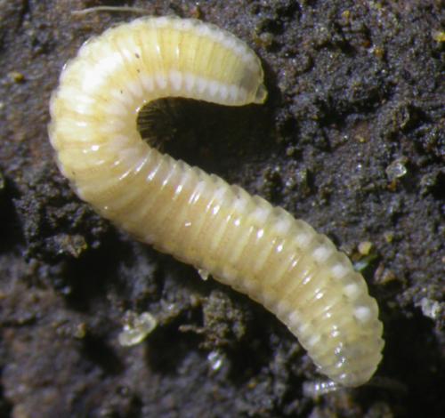 Polyzonium sp.