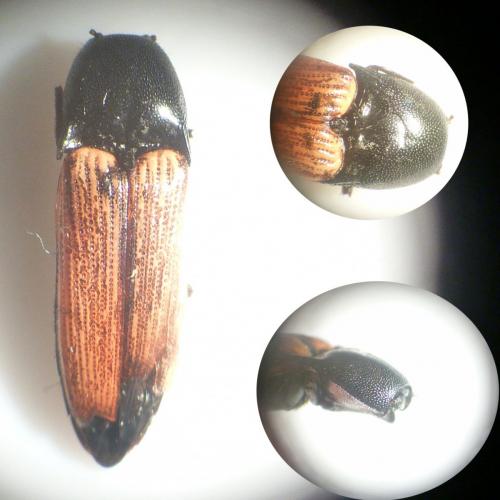 Ampedus sp.
