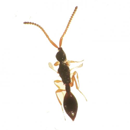 Réf. 124 219 : Belyta sp.