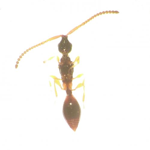 Réf. 124 221 : Belyta sp.