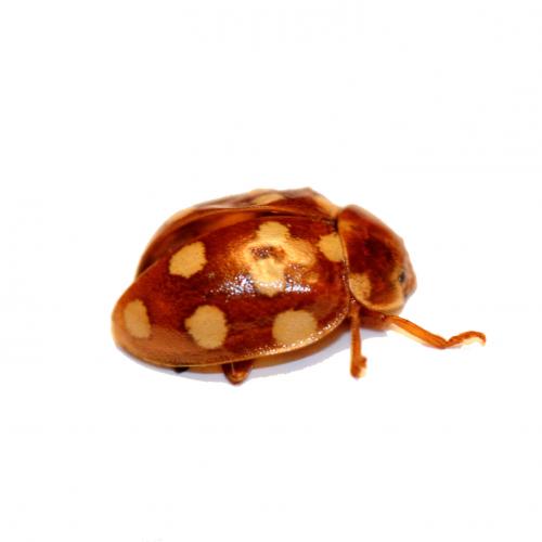 Réf. 124 377 : Calvia quatuordecimguttata