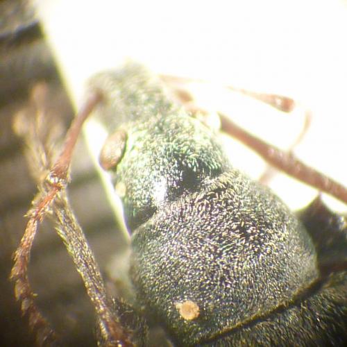 Phyllobius pomaceus