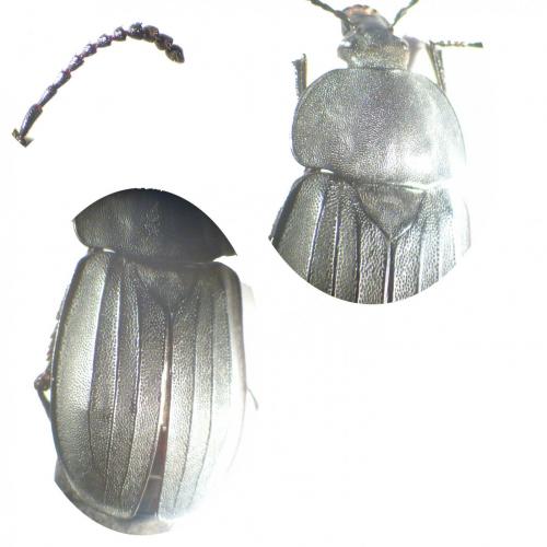 Silpha tristis