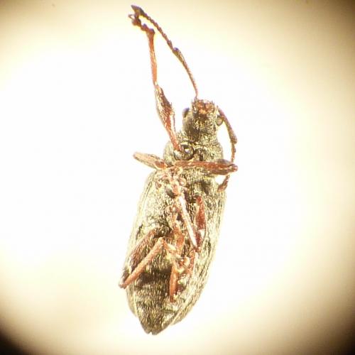 Phyllobius pyri