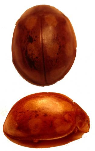 Réf. 124 539 : Calvia decemguttata