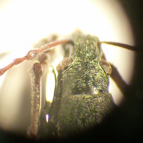 Phyllobius pomaceus