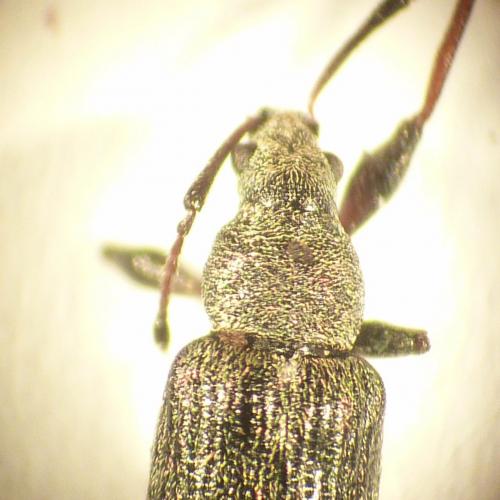 Phyllobius pyri