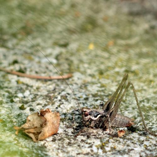Réf. 124 767 : Antaxius spinibrachius