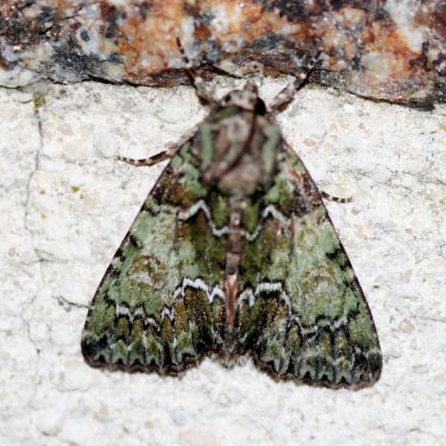Réf. 124 480 : Polyphaenis sericata