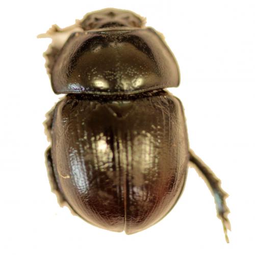 Réf. 124 742 : Anoplotrupes stercorosus