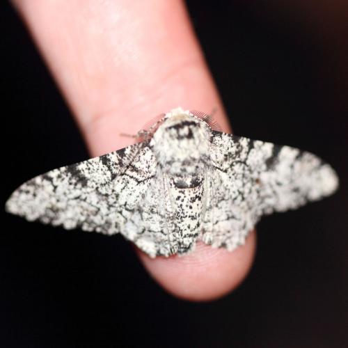 Biston betularia