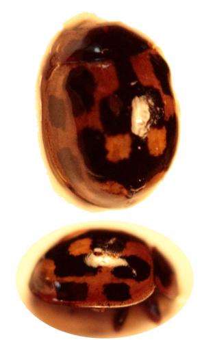 Propylea quatuordecimpunctata