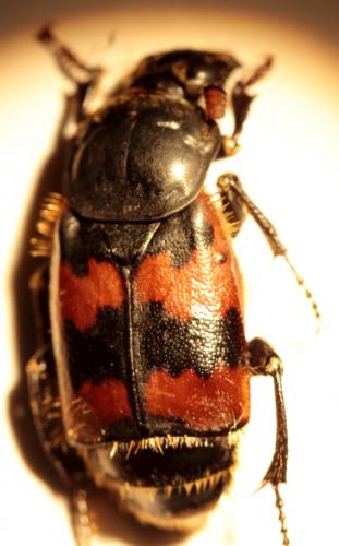 Nicrophorus vespillo