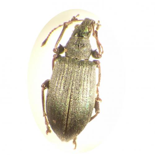 Phyllobius pomaceus