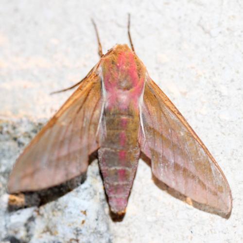 Réf. 124 478 : Deilephila elpenor