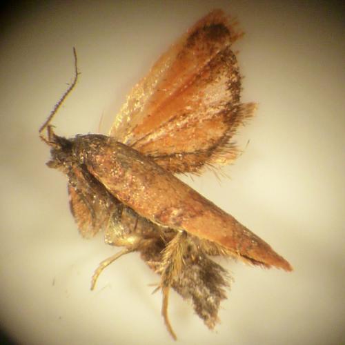 Cacoecimorpha pronubana