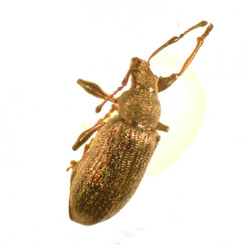 Phyllobius pyri