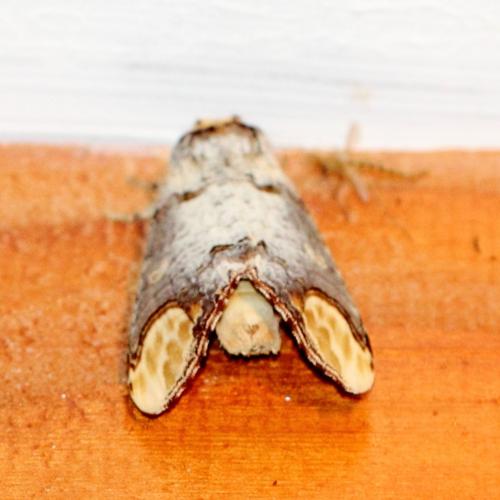Phalera bucephala