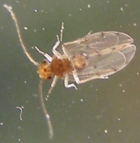 Ectopsocus sp.
