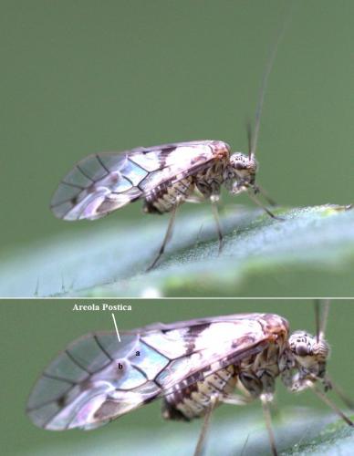 Psococerastis gibbosa