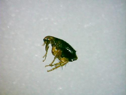 Ctenocephalides felis