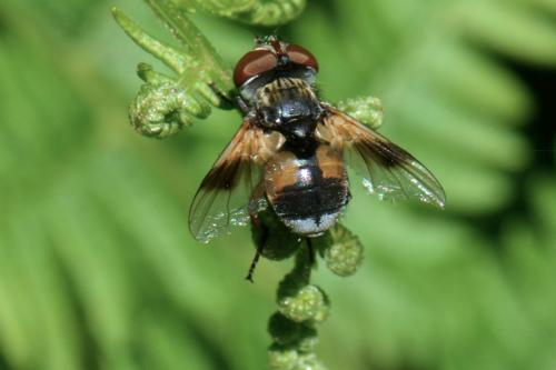 Réf. 124 720 : Ectophasia sp.