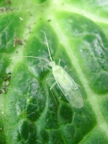 Malacocoris chlorizans