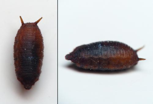 Leucopis sp.
