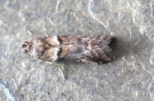 Réf. 124 768 : Acrobasis sodalella