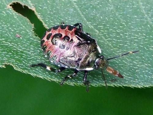 Pinthaeus sanguinipes
