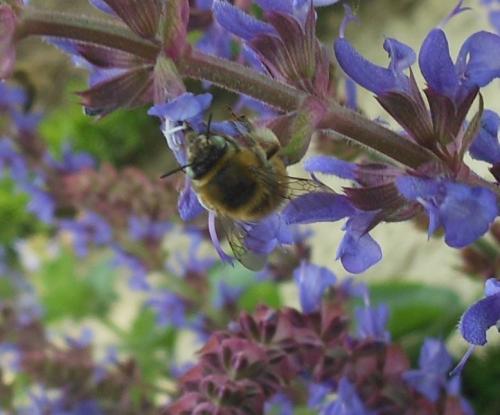 Réf. 124 651 : Anthophora quadrimaculata