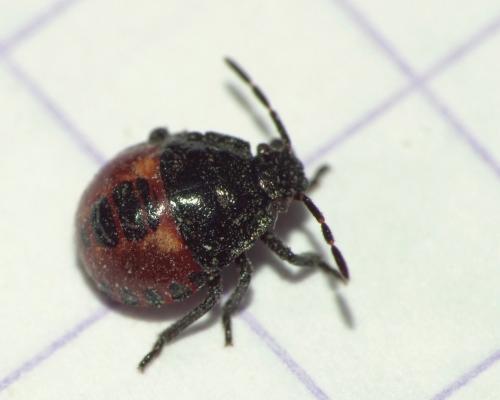 Rhacognathus punctatus
