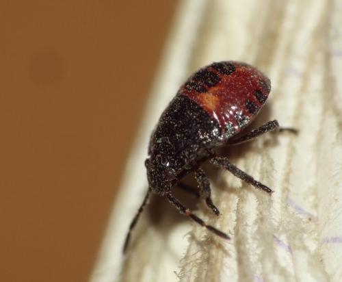 Réf. 124 593 : Rhacognathus punctatus