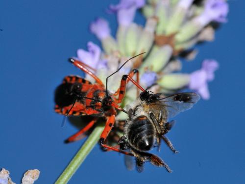 Rhynocoris iracundus