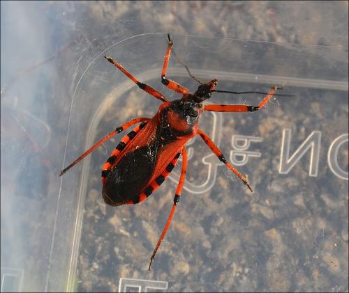 Rhynocoris iracundus