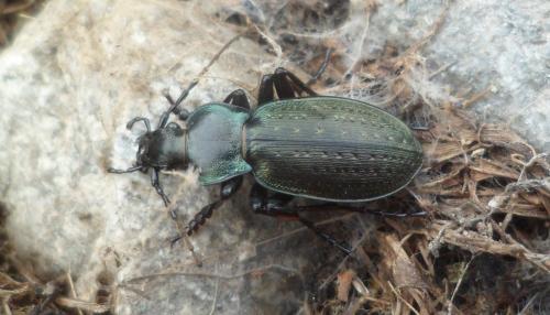 Réf. 124 393 : Carabus pedemontanus