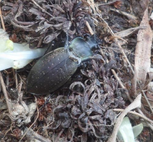 Réf. 124 435 : Carabus pedemontanus