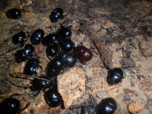 Anoplotrupes stercorosus