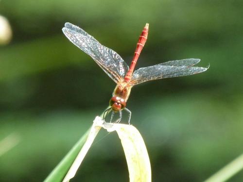 Sympetrum sanguineum