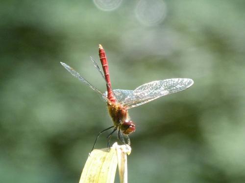 Réf. 124 735 : Sympetrum sanguineum