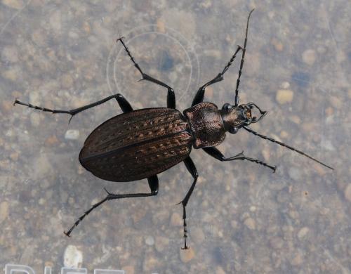 Carabus granulatus