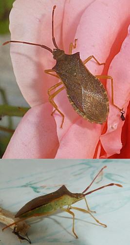 Gonocerus acuteangulatus
