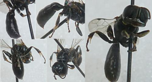 Crossocerus elongatulus