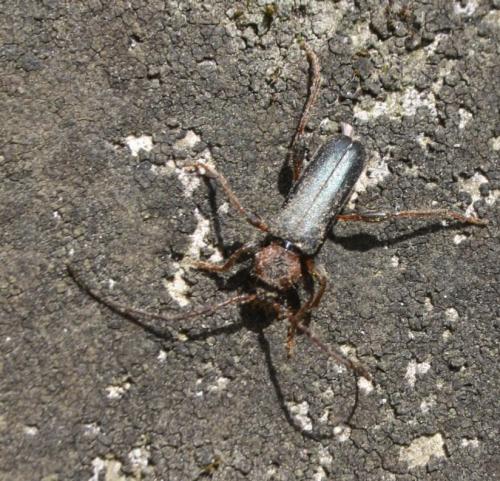 Phymatodes testaceus
