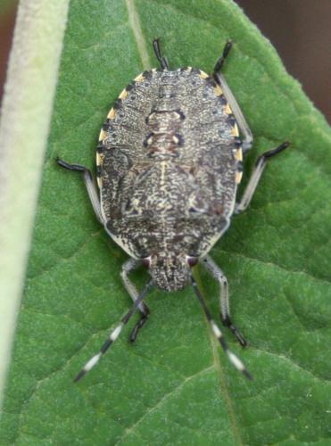 Rhaphigaster nebulosa