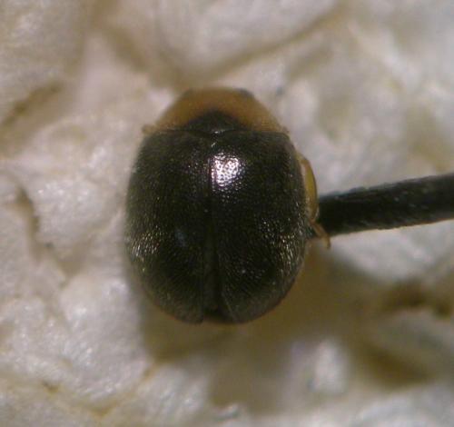 Réf. 124 705 : Scymnus sp.